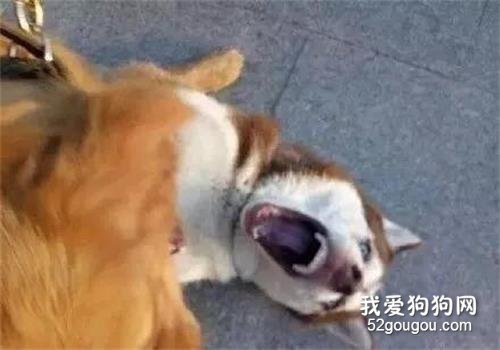 二哈挑釁金毛，沒想到把自己送去了醫院手術臺！
