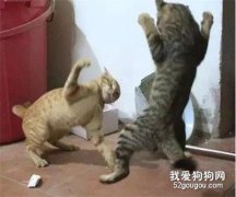 網友拍下家里兩只貓大家的畫面，最后笑瘋了...