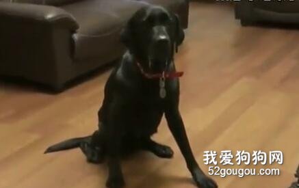 這可能是狗生面臨的最艱難三分鐘！