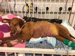 偷舔鴨肉醬汁后，狗狗不幸身亡，主人含淚告誡...