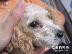小狗眼屎多怎么辦？ 小狗眼屎多是生病了嗎？