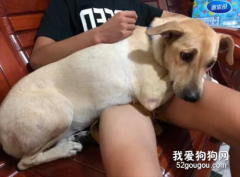 狗狗走丟了會想主人嗎？預防狗狗走丟的措施有哪些？