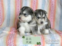 飼養哈士奇幼犬要點