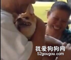 臺灣一主人給吉娃娃剪指甲，結果這貨...笑哭了！