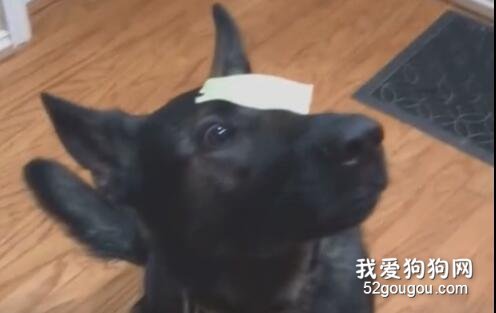 你的狗狗聰明嗎？一個“芝士挑戰”就暴露了智商……