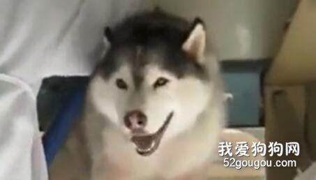 二哈：你有種你放下吹風機，咱單挑....