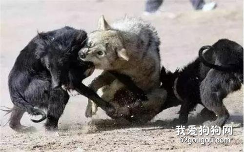 狗狗與狼對峙三天，只為守護受傷的主人...