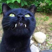 圣上，你確定你不是吸血鬼轉世？這獠牙...