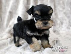 雪納瑞換牙期間小貼士