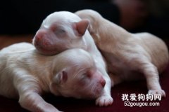 狗寶寶的早期發育過程詳解