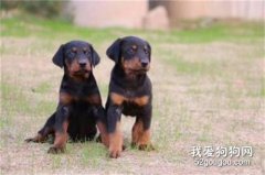 喂養杜賓幼犬的注意事項