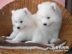 幼犬的致命殺手—干狗糧