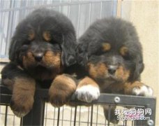 關于藏獒幼犬的營養需求