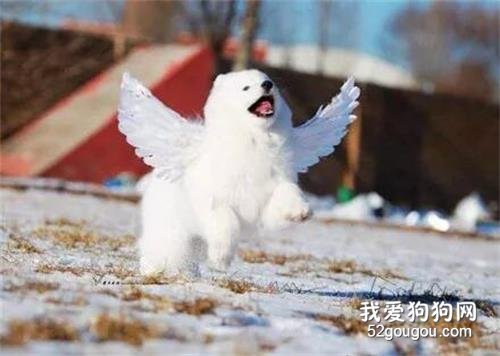 薩摩耶戴著一雙翅膀，在雪地里奔跑，簡直就是一只小天使！