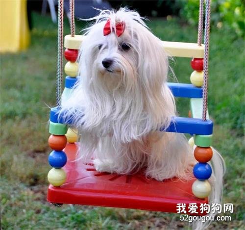 蕩秋千這活，狗子可比我厲害多了！