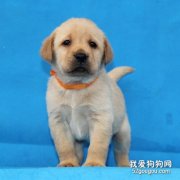 怎樣照顧初生拉布拉多