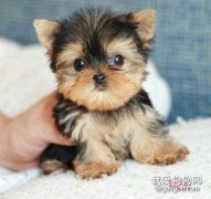 約克夏幼犬的飼養要點