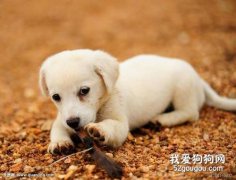 狗狗多大離開母犬比較好？
