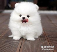 博美犬飼養技巧公開