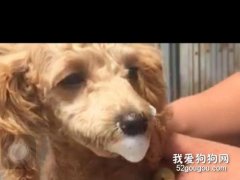 狗狗為什么早上吐白沫?