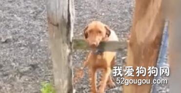 求助求助！狗子這個智商還有救嗎？