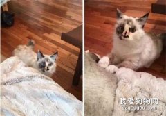 中了10條，你就是個十足十的貓奴！