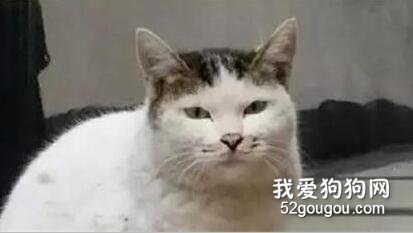 貓貓小時候VS長大后，鏟屎官們都開始懷疑人生了，哈哈哈！