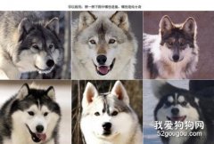 哈士奇和狼有什么區別？