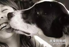狗狗能活多少年，影響狗狗壽命的原因有哪些？