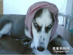 哈士奇性格特點，哈士奇性格怎么養?