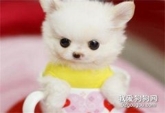 狗狗吃什么對毛好？