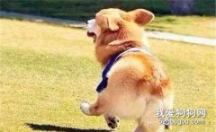 柯基斷尾的原因，柯基斷尾有什么好處？