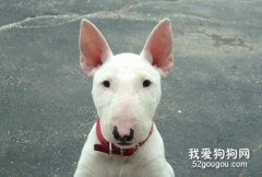 牛頭梗性格特點大解析