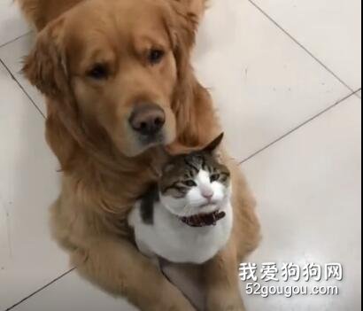 狗狗為了自己家的貓不惹事簡直操碎了心，太可愛了！！