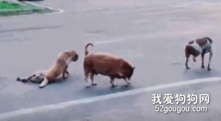 動物界的“碰瓷高手”，這演技絕對可以進軍好萊塢了！