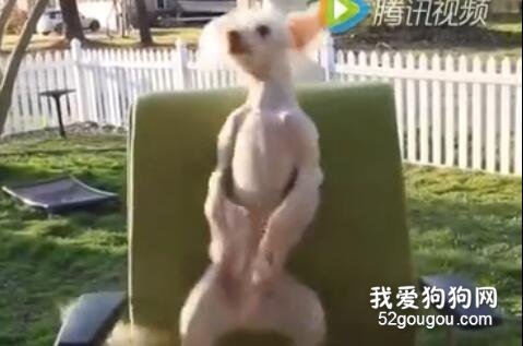 如此妖嬈銷魂的舞姿你見過嗎？哈哈