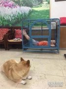 柯基回家發現籠子都被霸占了，而對手...毫無反擊之力