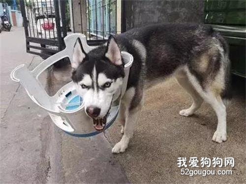 二哈頂著板凳狂奔幾條街，算攜款潛逃嗎？很急！