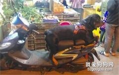 200多斤的羅威納幫主人看車，趴滿整個坐墊，發現有人偷拍它的反應笑噴了！