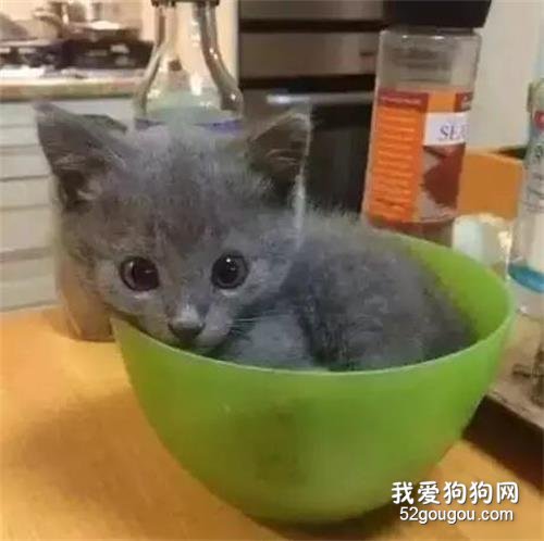 世界每一個角落，就沒有貓不能趴的地方...