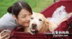 狗狗患癌將死，鏟屎官拼命將其從鬼門關拉回來！