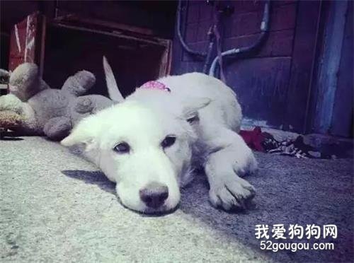 暖心，狗狗遭遺棄不記仇，兩年后還救下了曾經的小主人...