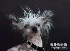 最丑的狗狗—中国冠毛犬....却莫名的被萌到了！