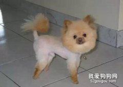 狗狗剪毛之后的情緒變化有哪些？