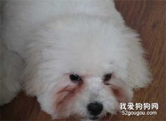 狗狗淚痕嚴重的四個原因