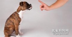 如何糾正狗狗亂咬東西的壞習慣？