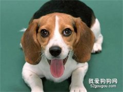 為何狗狗的生育年齡有限