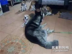 二哈當眾調戲有婦之夫，差點把命搭進去，接下來它...