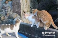 你們這樣做，有考慮過單身喵的感受嗎？