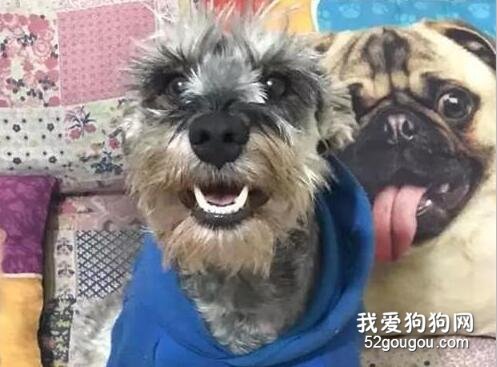 領養了一只雪納瑞，但它有個小癖好，每次吃飯都要留一半...